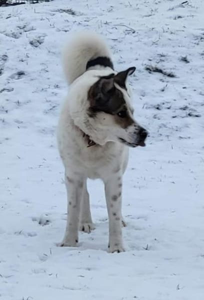 Lucy  sportliche Charakterhündin sucht