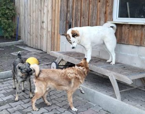 Lucy  sportliche Charakterhündin sucht