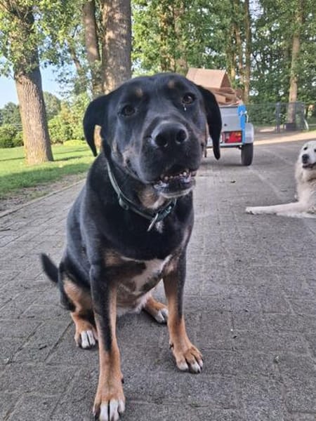 Treue Begleiterin Morgana