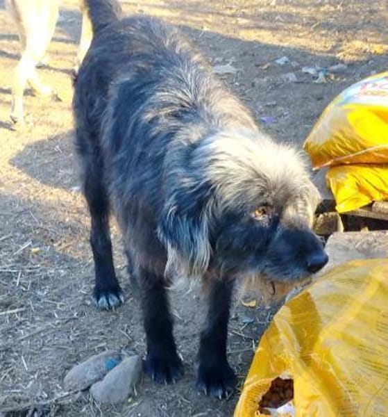 Entspannter, liebenswerter Yannis sucht