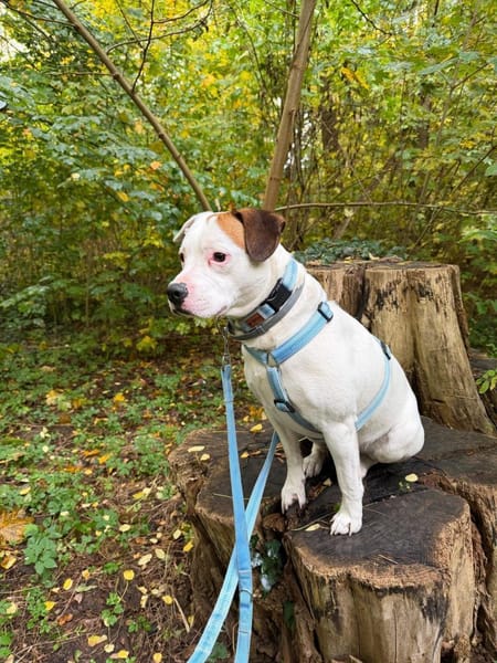 Grisu sucht ein neues Zuhause