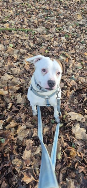 Grisu sucht ein neues Zuhause
