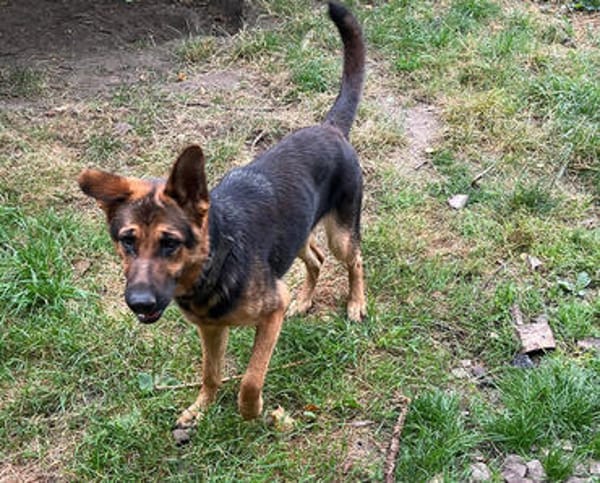 Peppermint wartet in Dortmund