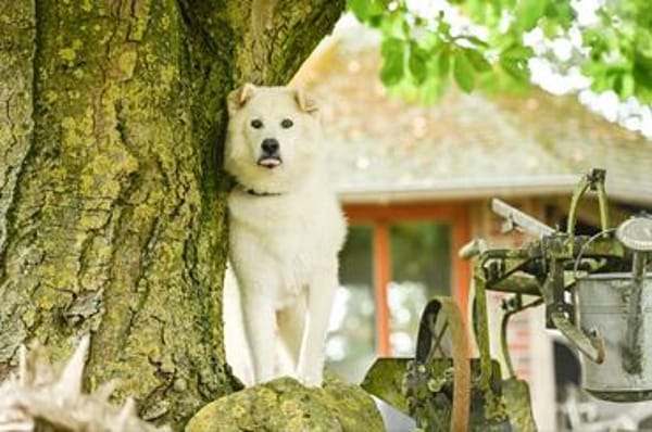 Snow wartet im Tierheim Lüdinghausen