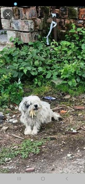 Sandy sucht Ihre Menschen! in 67574 Osthofen auf Pflegestell