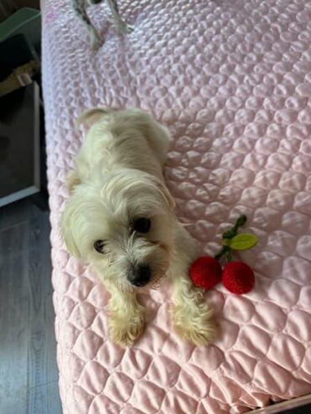 Perla sucht eine liebe Familie! in Berlin auf Pflegestelle