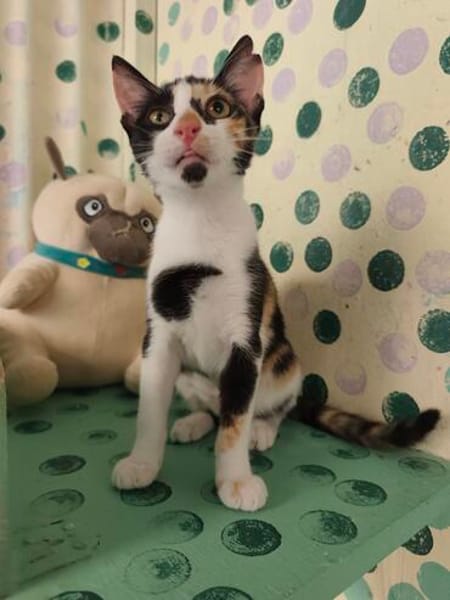Lilo aus dem Tierschutz