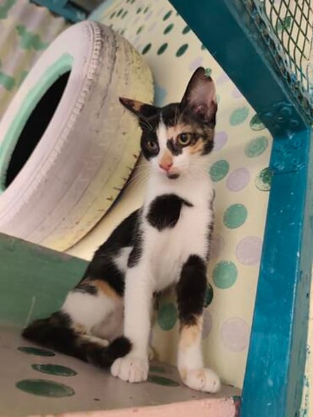 Lilo aus dem Tierschutz