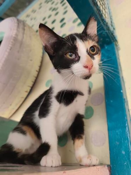 Lilo aus dem Tierschutz