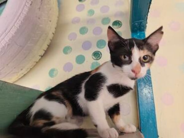 Lilo aus dem Tierschutz