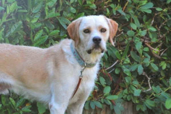 Mowgli - wartet in 44894 Bochum