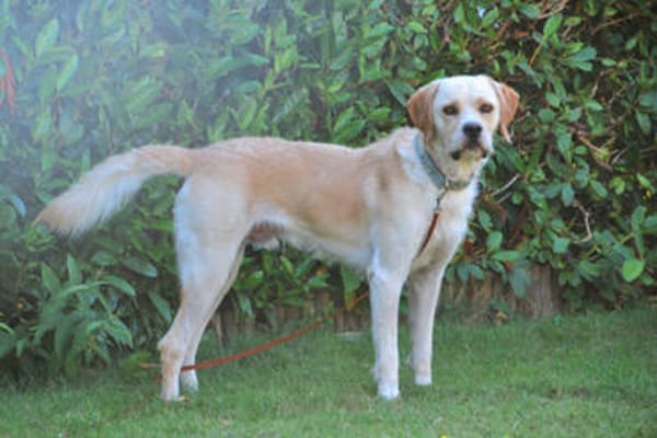 Mowgli - wartet in 44894 Bochum