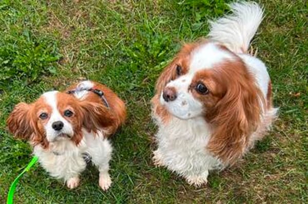 Ribizli, hübsche Cavalier King Charles Hündin geb. 01/2019