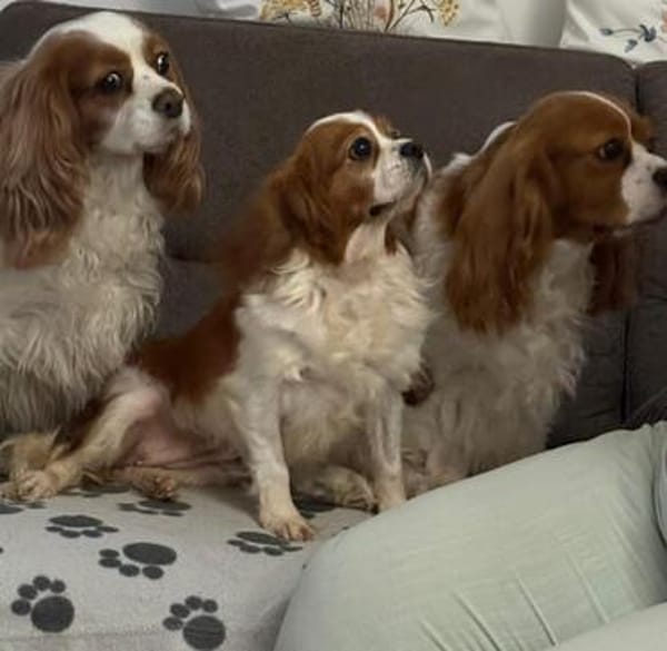 Ribizli, hübsche Cavalier King Charles Hündin geb. 01/2019