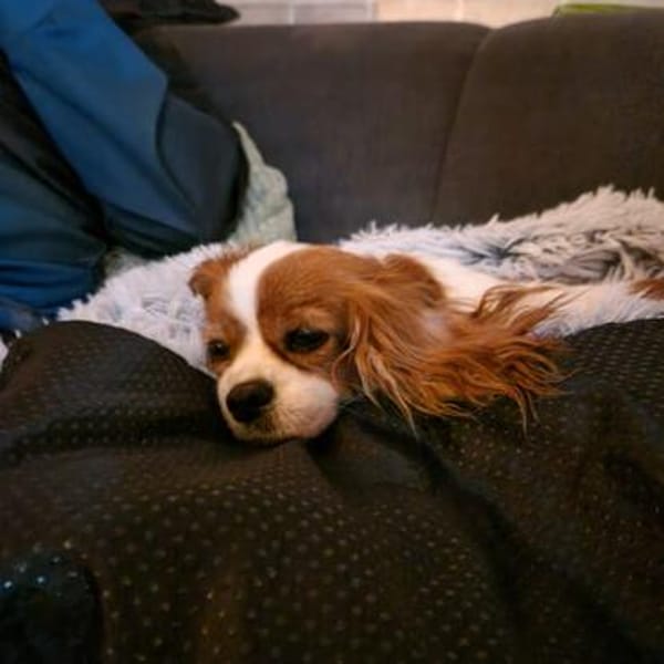 Ribizli, hübsche Cavalier King Charles Hündin geb. 01/2019