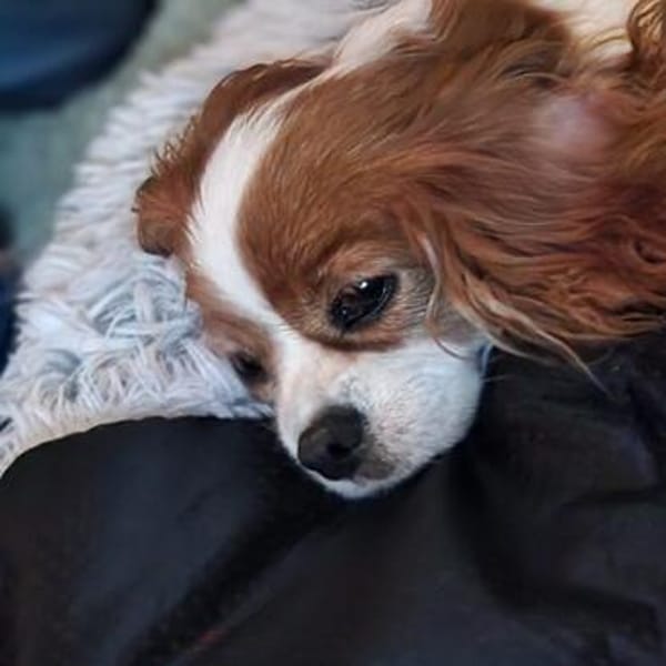 Ribizli, hübsche Cavalier King Charles Hündin geb. 01/2019