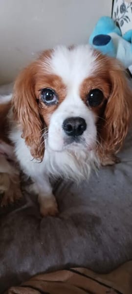 Alaska, süße Cavalier King Charles Hündin geb. 02/2018