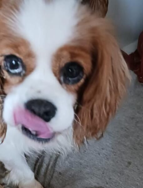 Alaska, süße Cavalier King Charles Hündin geb. 02/2018