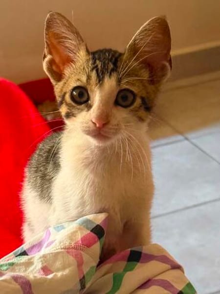 Charlie und Linus aus dem Tierschutz
