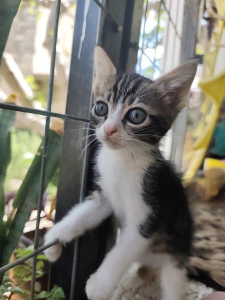 Ariana aus dem Tierschutz