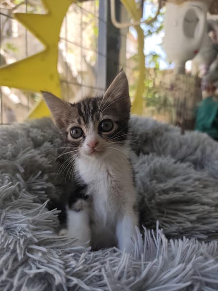 Ariana aus dem Tierschutz