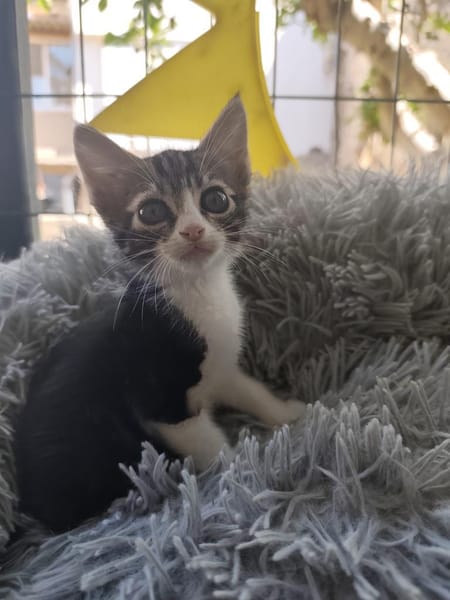 Ariana aus dem Tierschutz