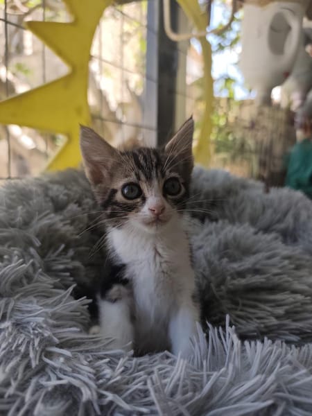 Ariana aus dem Tierschutz