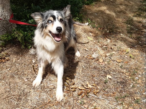 Heidi