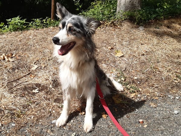 Heidi
