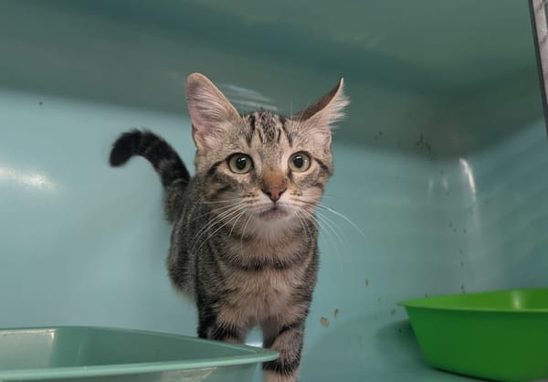 Vaya [Chaton]