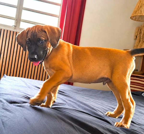 Banjo, un vrai trésor