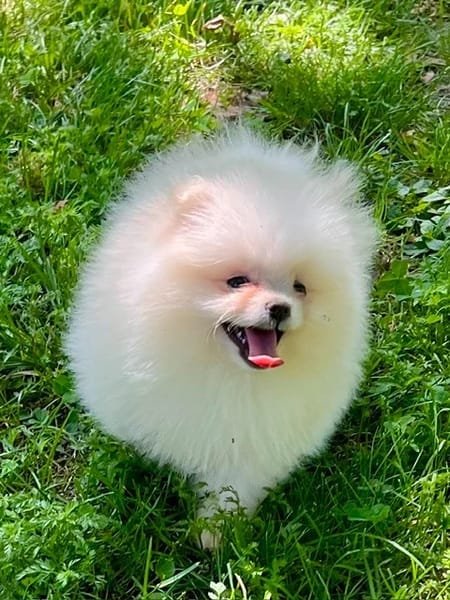Mimie
