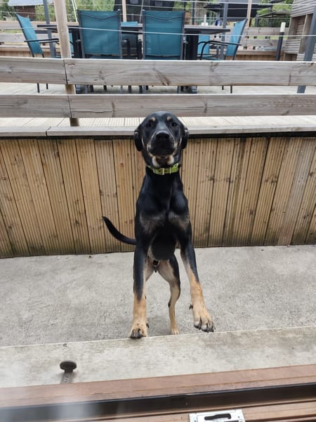 Pako