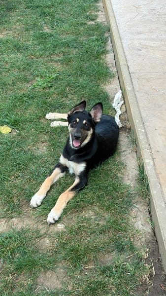 LESSIE
