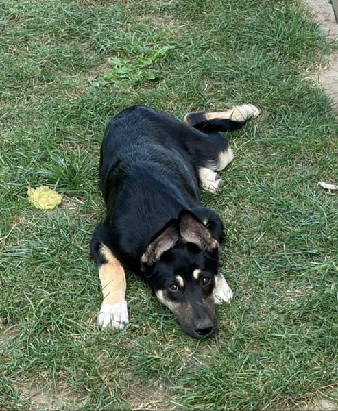 LESSIE
