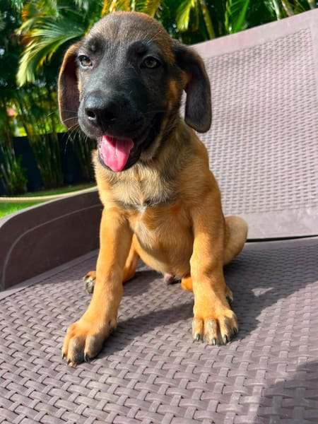Aldo, bébé câlin