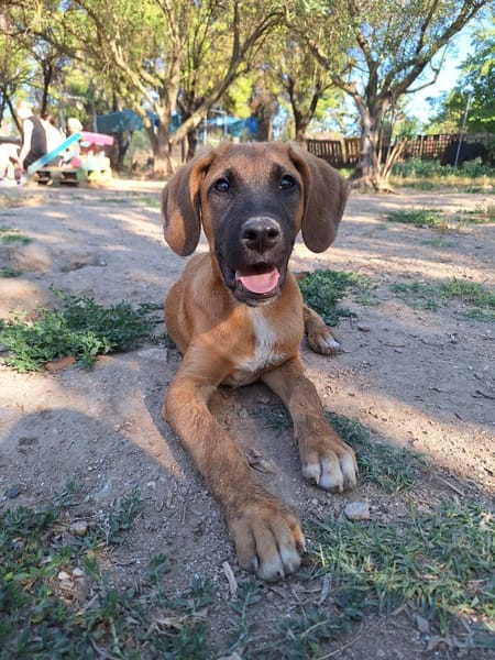 Lailo