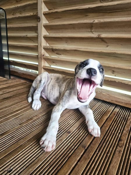 Sunrise, Mâle, X Berger, né le 24/04/2026 🐶