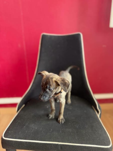 Querida, Femelle, X Berger, née le 15/05/2026 🐶