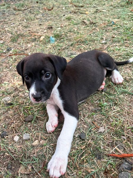 Nouche, Femelle, X Terrier Jack Russel, née le 15/06/2026 🐶