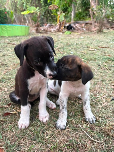 Nouche, Femelle, X Terrier Jack Russel, née le 15/06/2026 🐶
