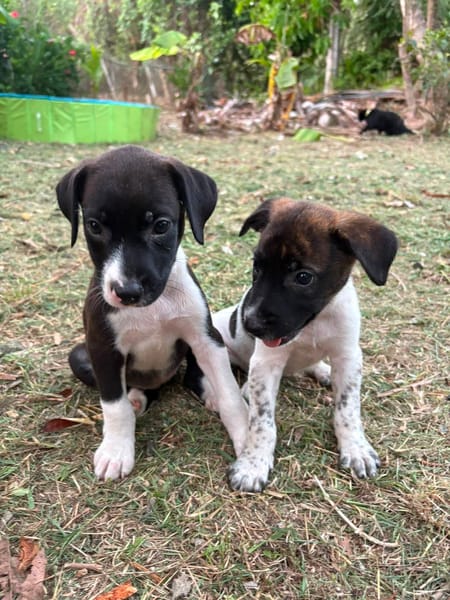 Nouche, Femelle, X Terrier Jack Russel, née le 15/06/2026 🐶