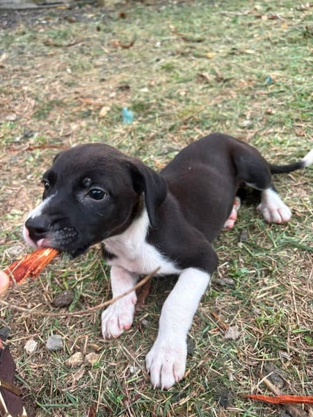 Nouche, Femelle, X Terrier Jack Russel, née le 15/06/2026 🐶