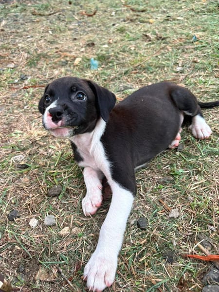Nouche, Femelle, X Terrier Jack Russel, née le 15/06/2026 🐶