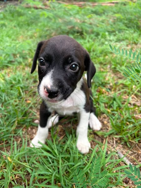 Nouche, Femelle, X Terrier Jack Russel, née le 15/06/2026 🐶