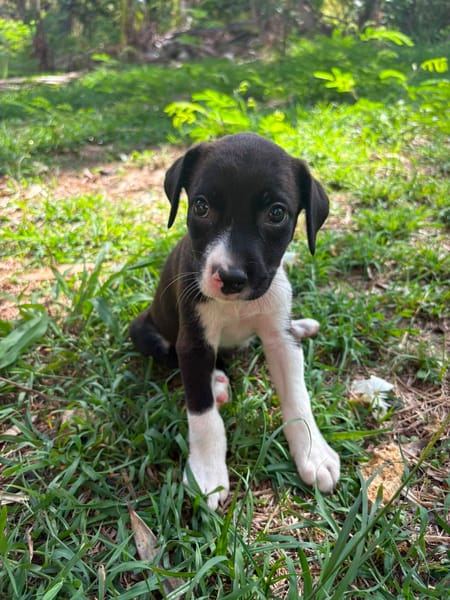 Nouche, Femelle, X Terrier Jack Russel, née le 15/06/2026 🐶