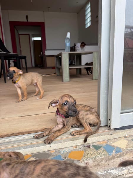 Lexi, Femelle, X Berger, née le 15/05/2026 🐶