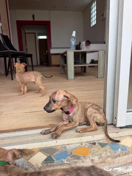 Lexi, Femelle, X Berger, née le 15/05/2026 🐶