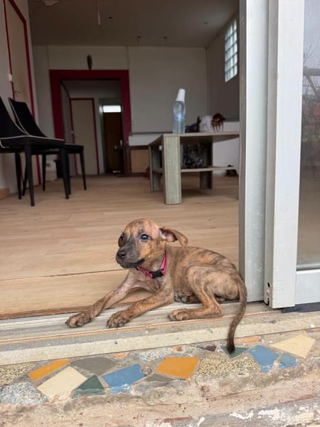 Lexi, Femelle, X Berger, née le 15/05/2026 🐶