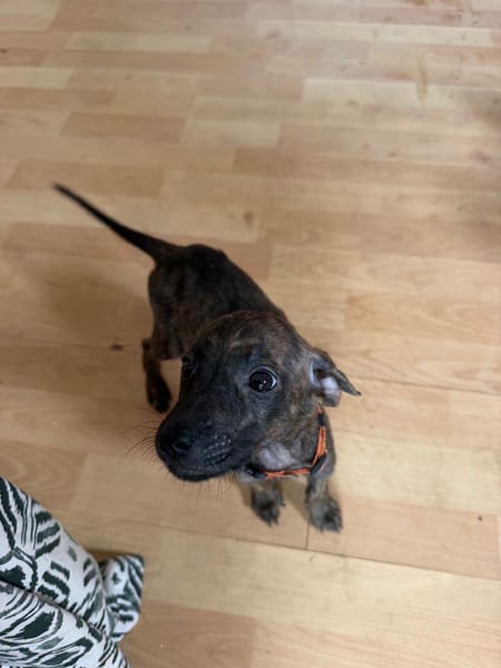 Kaori, Femelle, X Berger, née le 15/05/2026 🐶